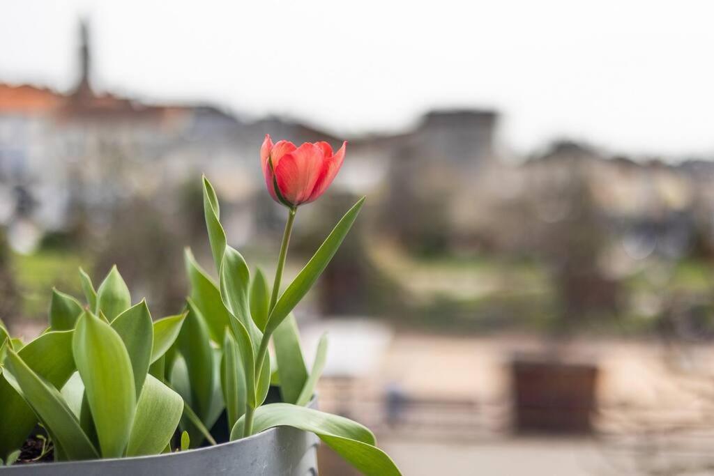 Le Bien-Etre Au Coeur De La Ville Confort & Vue Périgueux Eksteriør bilde